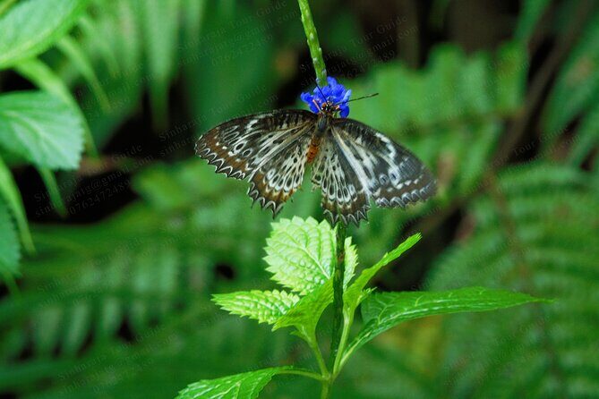 Butterfly and Dragonfly Watching Tours in Sinharaja Rainforest - Good To Know