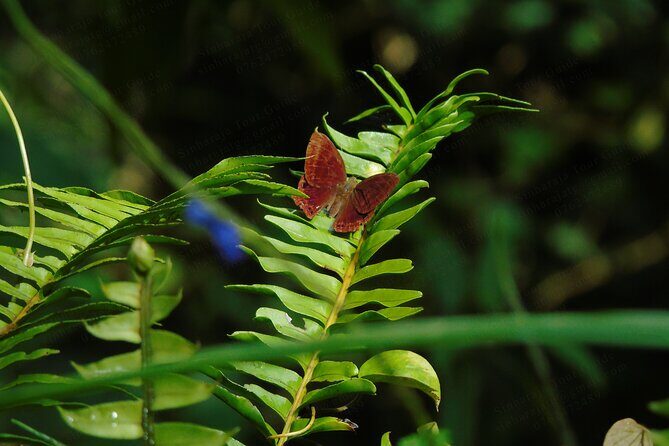 Butterfly and Dragonfly Watching Tours in Sinharaja Rainforest - FAQs