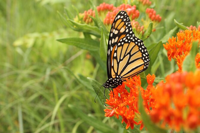 Butterfly Garden Ticket With Private Transfer - Cancellation Policy