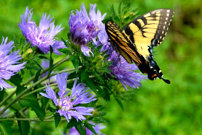 Butterfly Garden Ticket With Private Transfer - Common Questions