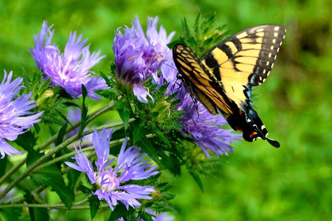 Butterfly Garden Ticket With Shared Transfer - Directions to Dubai Butterfly Garden With Shared Transfer