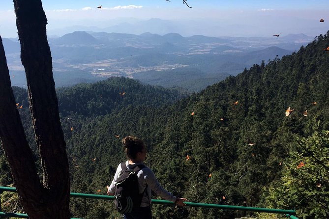 Butterfly Monarch Tour From Mexico City - Traveler Photos and Reviews