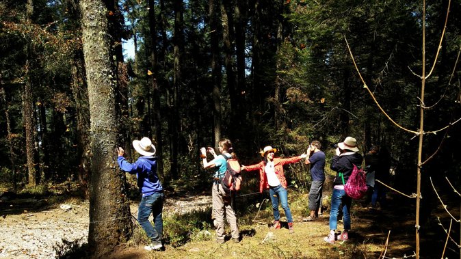 Butterfly Monarch Tour From Mexico City - Transport Issues