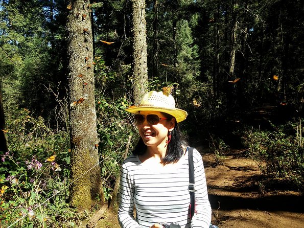 Butterfly Monarch Tour From Mexico City - The Sum Up