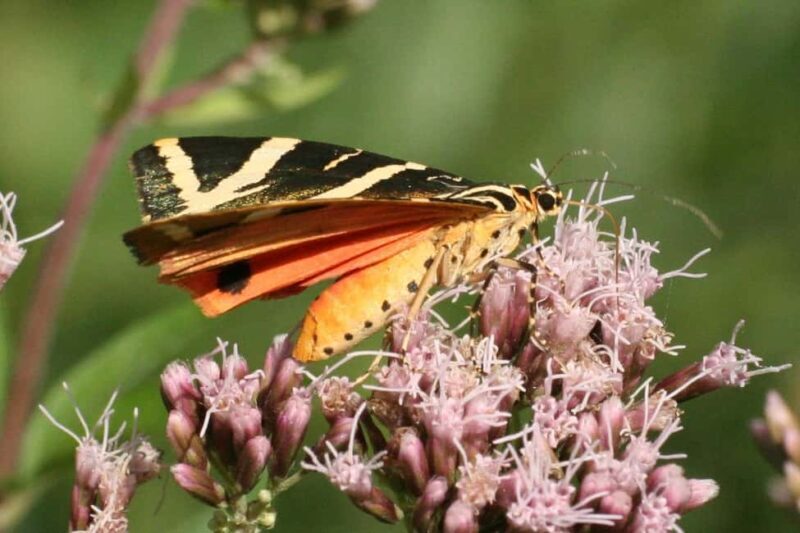 Butterfly valley,Farfalle,Schmetterling,Papillon & transfer! - Who Should Consider This Tour?