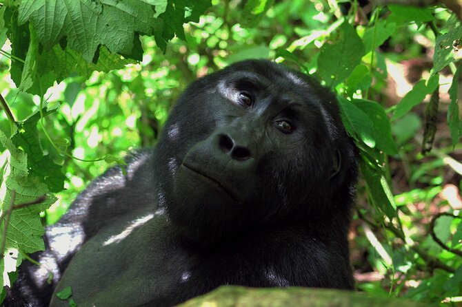Bwindi Gorilla Safari - 3 Days - Frequently Asked Questions
