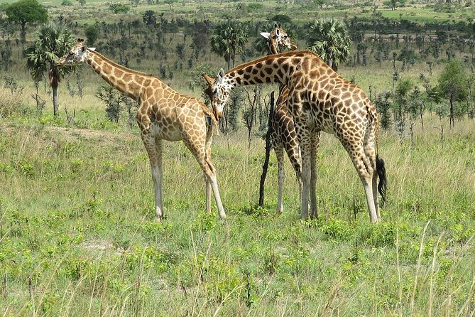 Bwindi Impenetrable Kenya Tanzania Gorilla Safari 14 Days 13 Nights - Itinerary Highlights