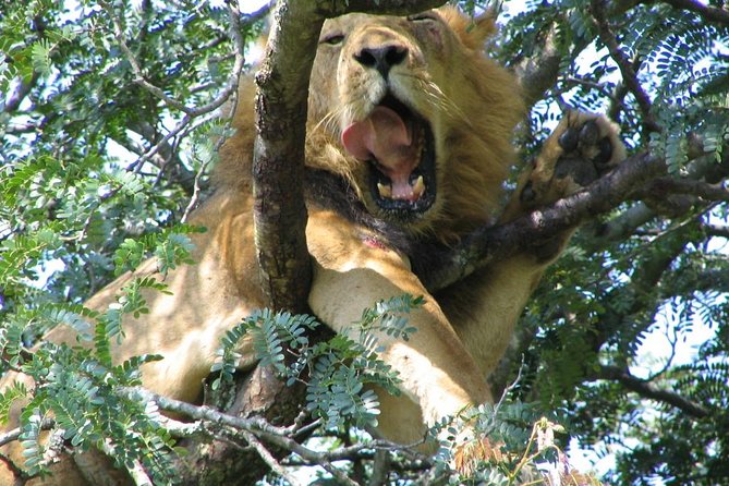 Bwindi Impenetrable Kenya Tanzania Gorilla Safari 14 Days 13 Nights - Transportation Logistics
