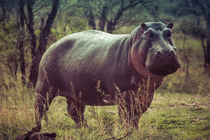 Bwindi Impenetrable Kenya Tanzania Gorilla Safari 14 Days 13 Nights - Wildlife Encounters