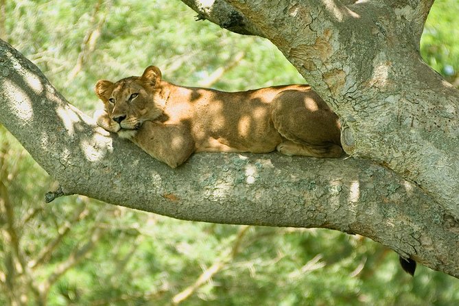 Bwindi Impenetrable Kenya Tanzania Gorilla Safari 14 Days 13 Nights - Cultural Experiences