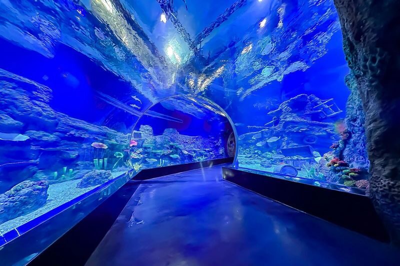 BXSea Ticket in Jakarta - Touch pools, play areas and feeding shows