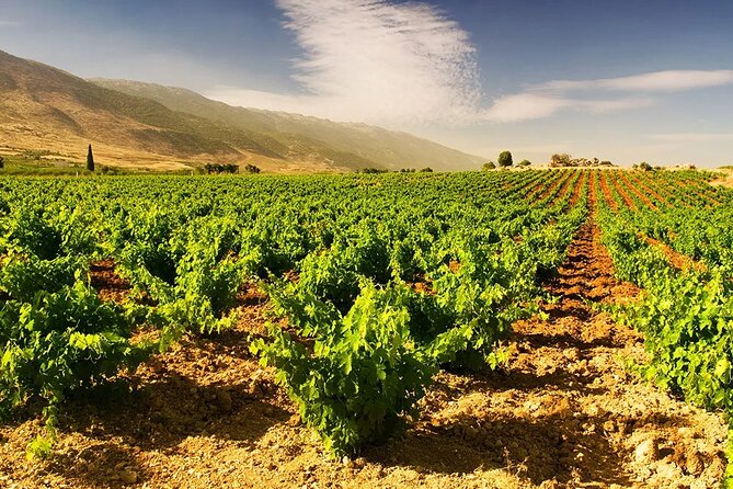 Byblos Wineries Tour - Good To Know