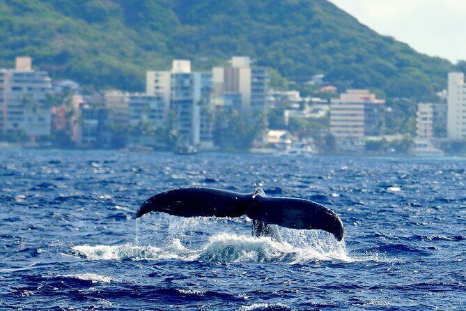 BYOB Sunset Cruise Waikiki - FAQ