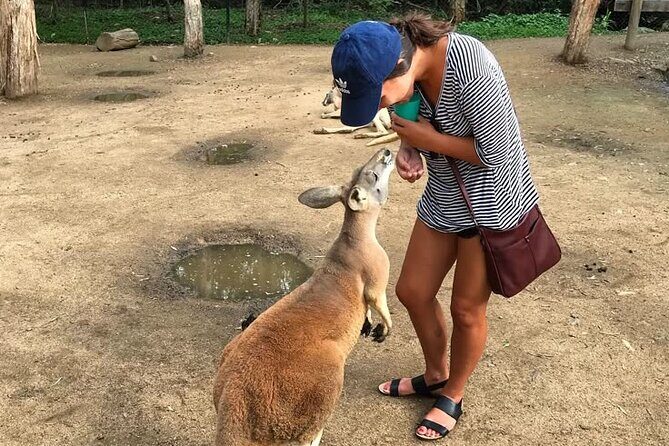 Byron Bay and Currumbin Wildlife Sanctuary Day Tour - Good To Know