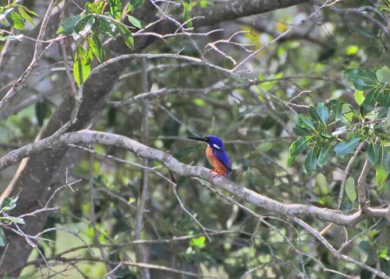 Byron Bay: Brunswick River Eco-Cruise with Brunch - Why This Tour Offers Great Value