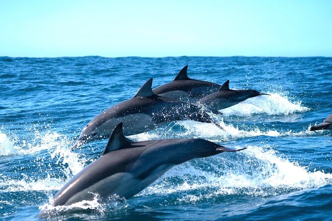 Byron Bay Dolphin Tour - Ocean Safari - Overview and Location