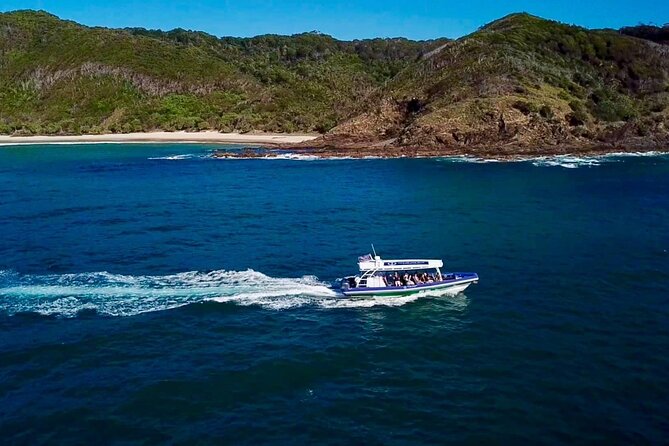 Byron Bay Dolphin Tour - Ocean Safari - What To Expect