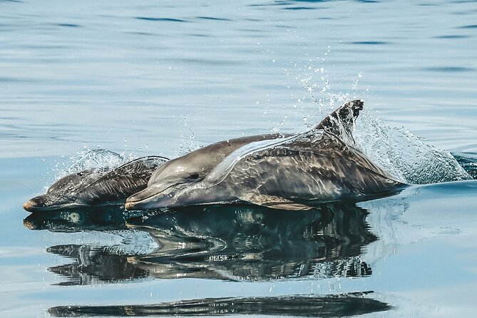 Byron Bay Dolphin Tour - Ocean Safari - Background