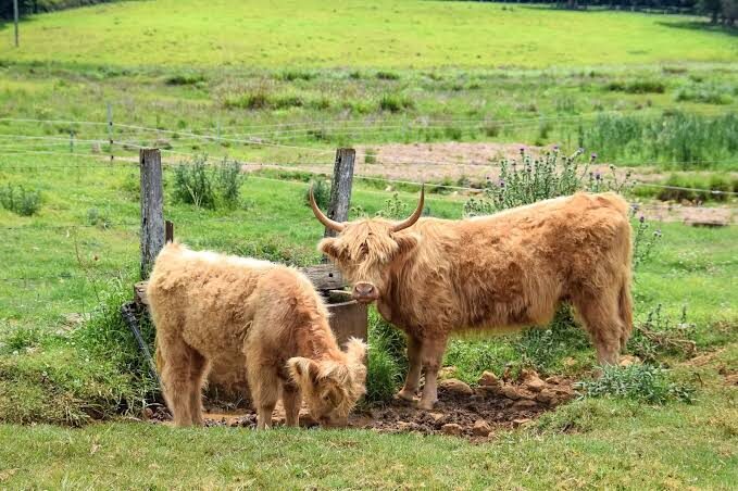 Byron Bay Farm, Solar Train & Lighthouse Day Tour - What the Chinese-speaking guide adds