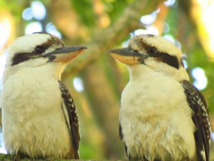 Byron Bay: Full-Day Wildlife Safari - Activity Details
