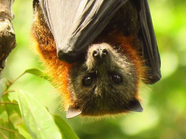 Byron Bay: Full-Day Wildlife Safari - Experience