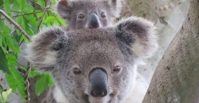 Byron Bay: Full-Day Wildlife Safari - Full Description