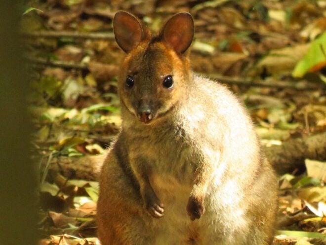 Byron Bay: Full-Day Wildlife Safari - Directions