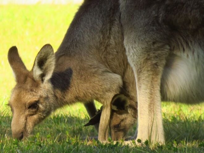 Byron Bay: Full-Day Wildlife Safari - The Sum Up