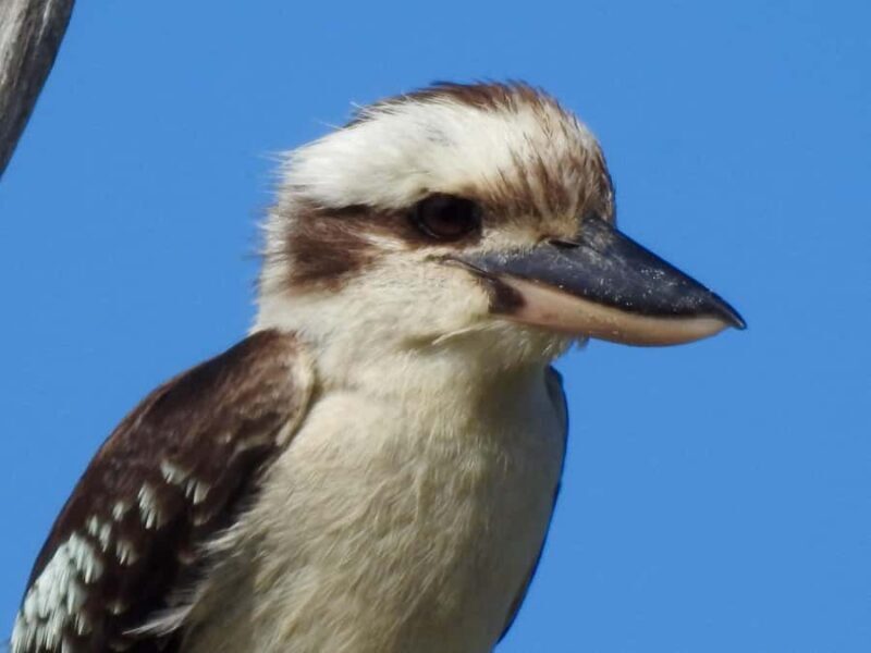 Byron Bay: Kayak and Hike Eco-Tour with Waterfall Swim - Pricing and Value