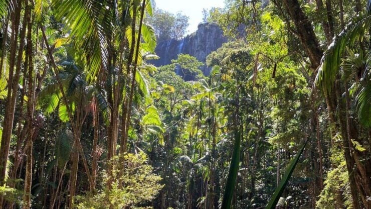Byron Bay: Minyon Falls Full-Day Walking Tour - Tour Overview