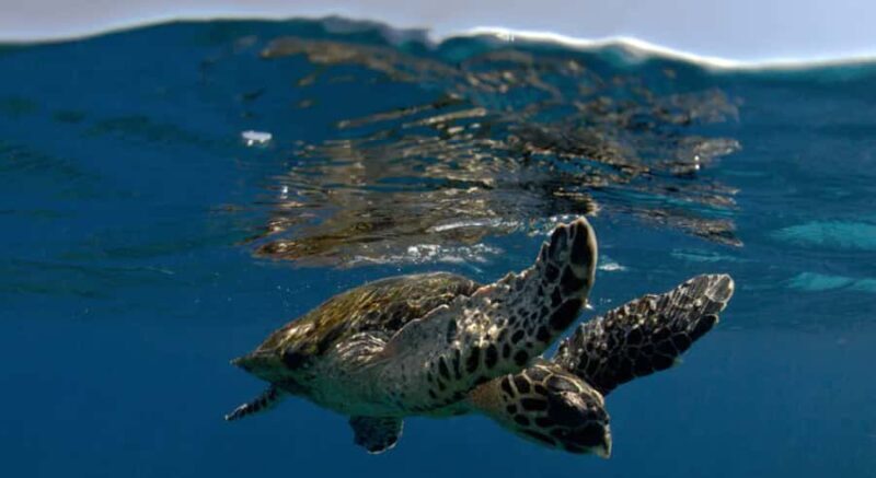 Byron Bay: Nguthungulli Julian Rocks Snorkeling Tour - Good To Know