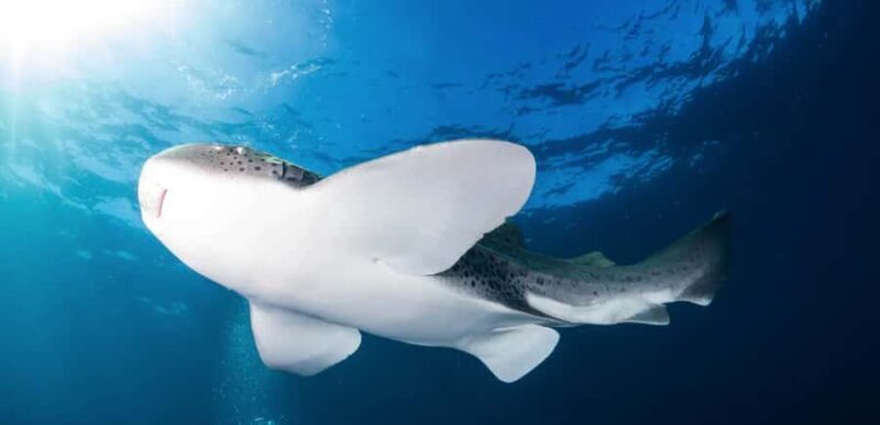 Byron Bay: Nguthungulli Julian Rocks Snorkeling Tour - An In-Depth Look at the Byron Bay Nguthungulli Julian Rocks Snorkeling Tour