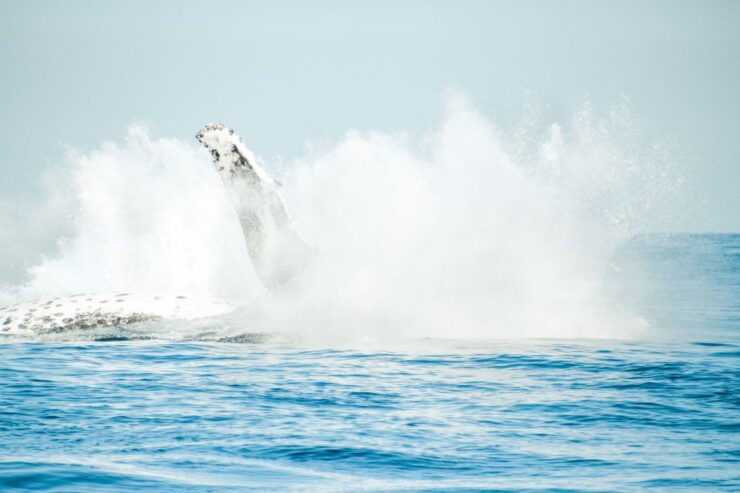 Byron Bay: Premier Whale Watch Cruise With Marine Biologist - Activity Details