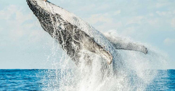 Byron Bay: Premier Whale Watch Cruise With Marine Biologist - Booking Information