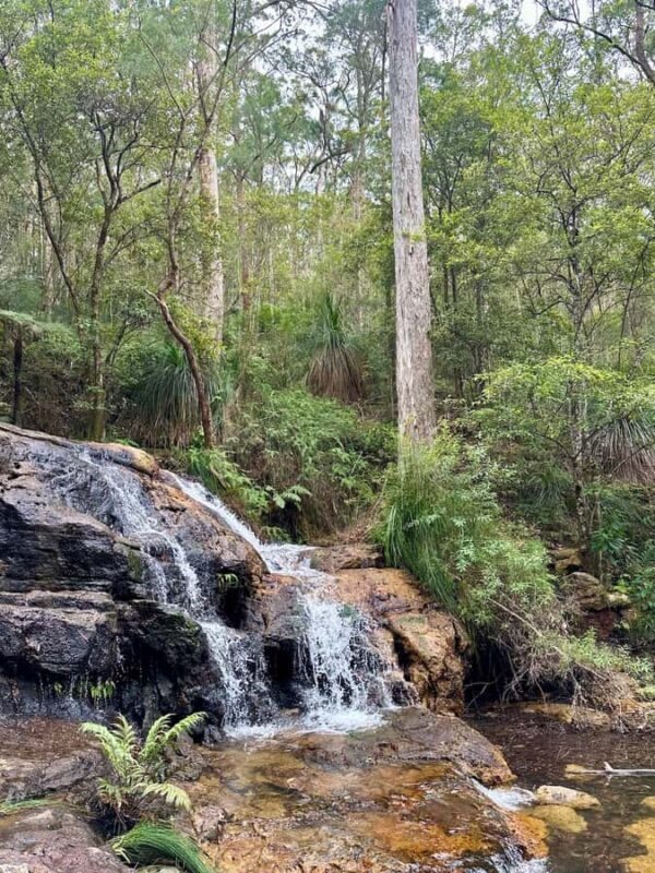 Byron Bay: Rainforest Waterfalls Guided Eco Tour - Pricing and Value