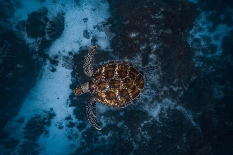 Byron Bay: Snorkeling Tour at Julian Rocks, Nguthungulli - Good To Know
