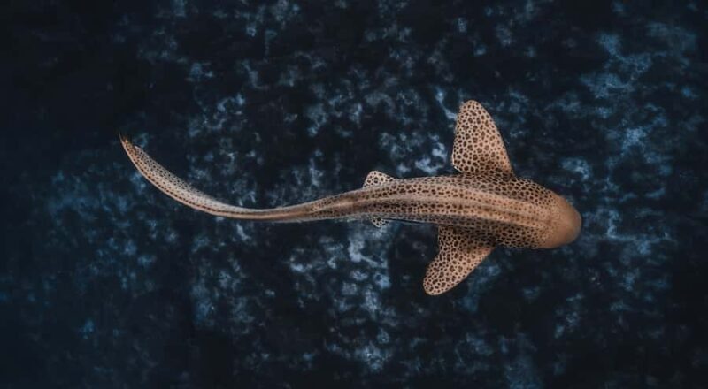 Byron Bay: Snorkeling Tour at Julian Rocks, Nguthungulli - Practical Details and What You Need to Know