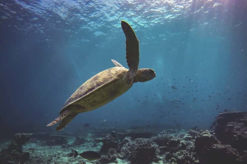 Byron Bay: Snorkeling Tour at Julian Rocks, Nguthungulli - Authentic Insights from Reviewers