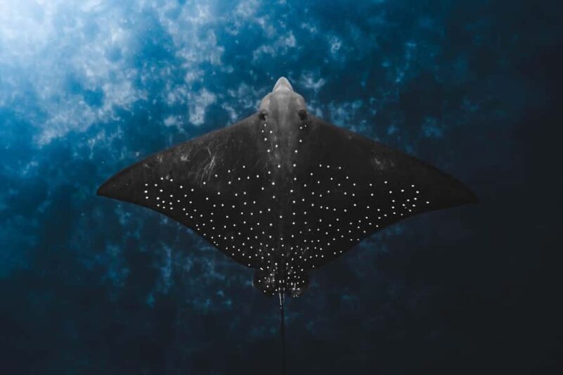 Byron Bay: Snorkeling Tour at Julian Rocks, Nguthungulli - FAQs