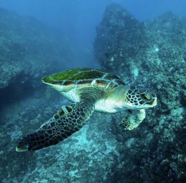 Byron Bay: Snorkeling Tour at Julian Rocks, Nguthungulli - Final Words