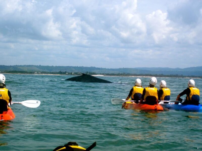 Byron Bay: The Byron Bay Sea Kayak Tour - Final Thoughts