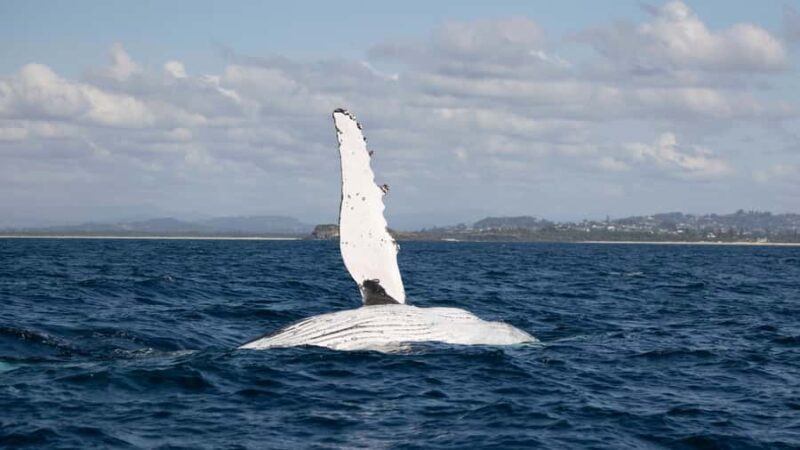 Byron Bay Whale Watching with Marine Biologist - Good To Know