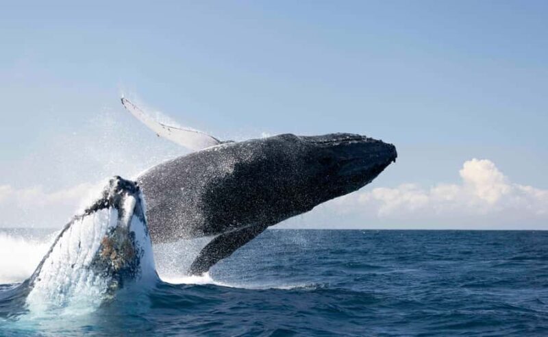 Byron Bay Whale Watching with Marine Biologist - An In-Depth Look at the Byron Bay Whale Watching Tour