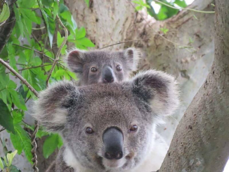 Byron Bay Wild Koala Tour - Good To Know
