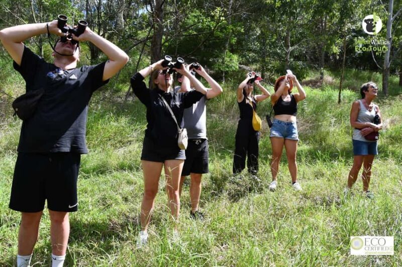 Byron Bay Wild Koala Tour - What Makes the Byron Bay Wild Koala Tour Special
