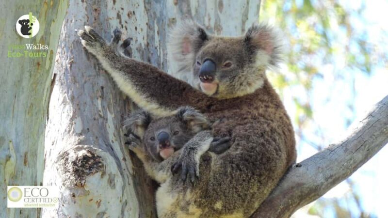 Byron Bay Wild Koala Tour - Practical Tips for Your Koala Adventure