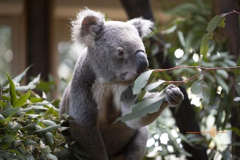 Byron Bay Wildlife Sanctuary Entry Ticket - Frequently Asked Questions