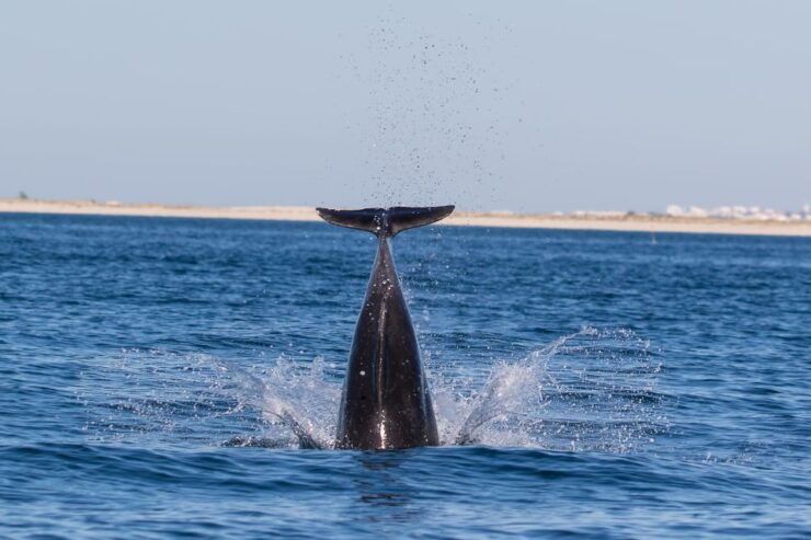 Cabanas De Tavira: Dolphin Watching Boat Tour - Activity Details