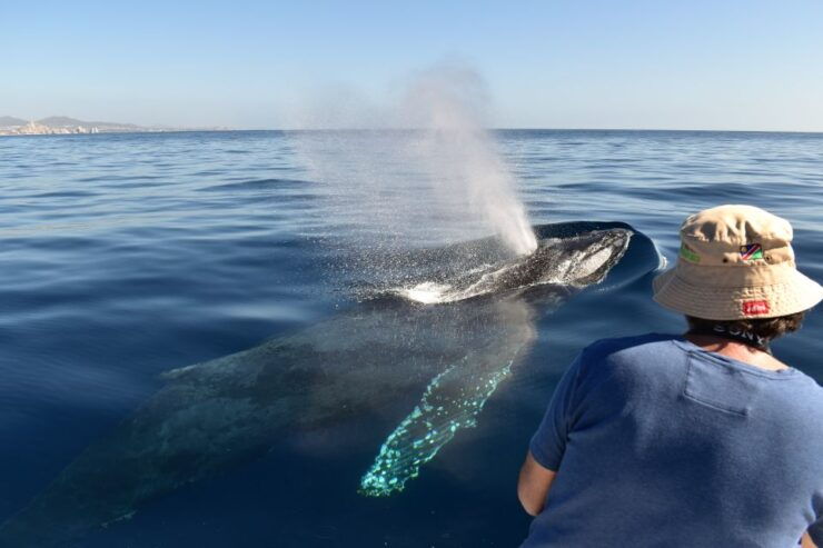 Cabo: 2-Hour Whale Watching Boat Ride With Free Pictures - Tour Details