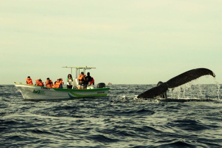 Cabo: 2-Hour Whale Watching Boat Ride With Free Pictures - Experience Highlights